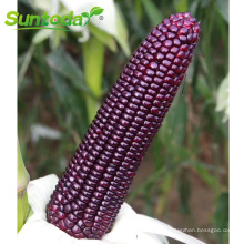 Organic sweet Purple black  corn seeds for planting